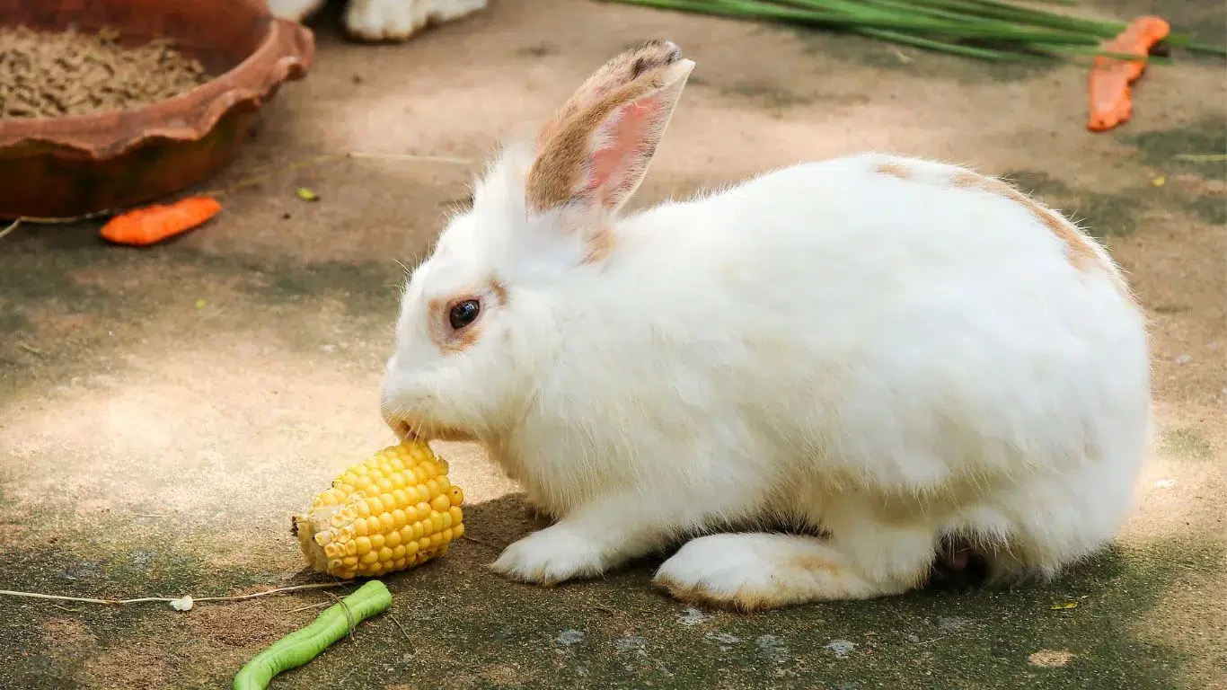 Pet Rabbits Eat