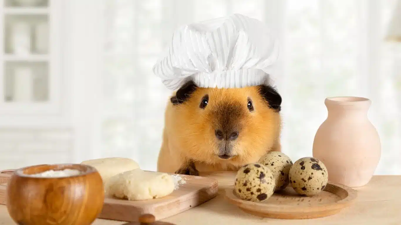 Diet and Nutrition for Your Teddy Guinea Pig