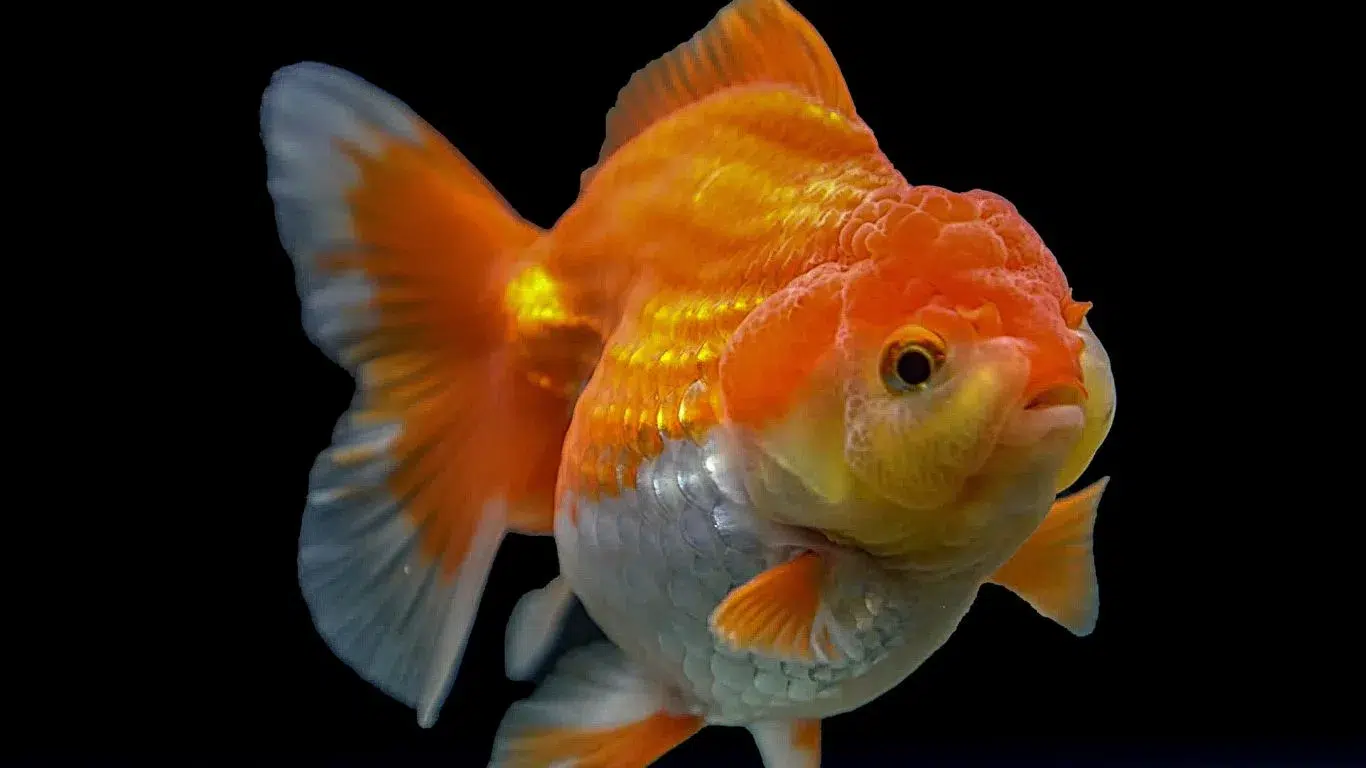 Fancy Goldfish Breeds