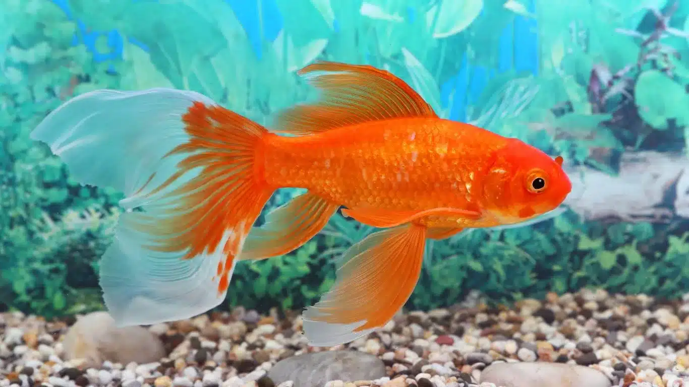 Fantail Goldfish Breed