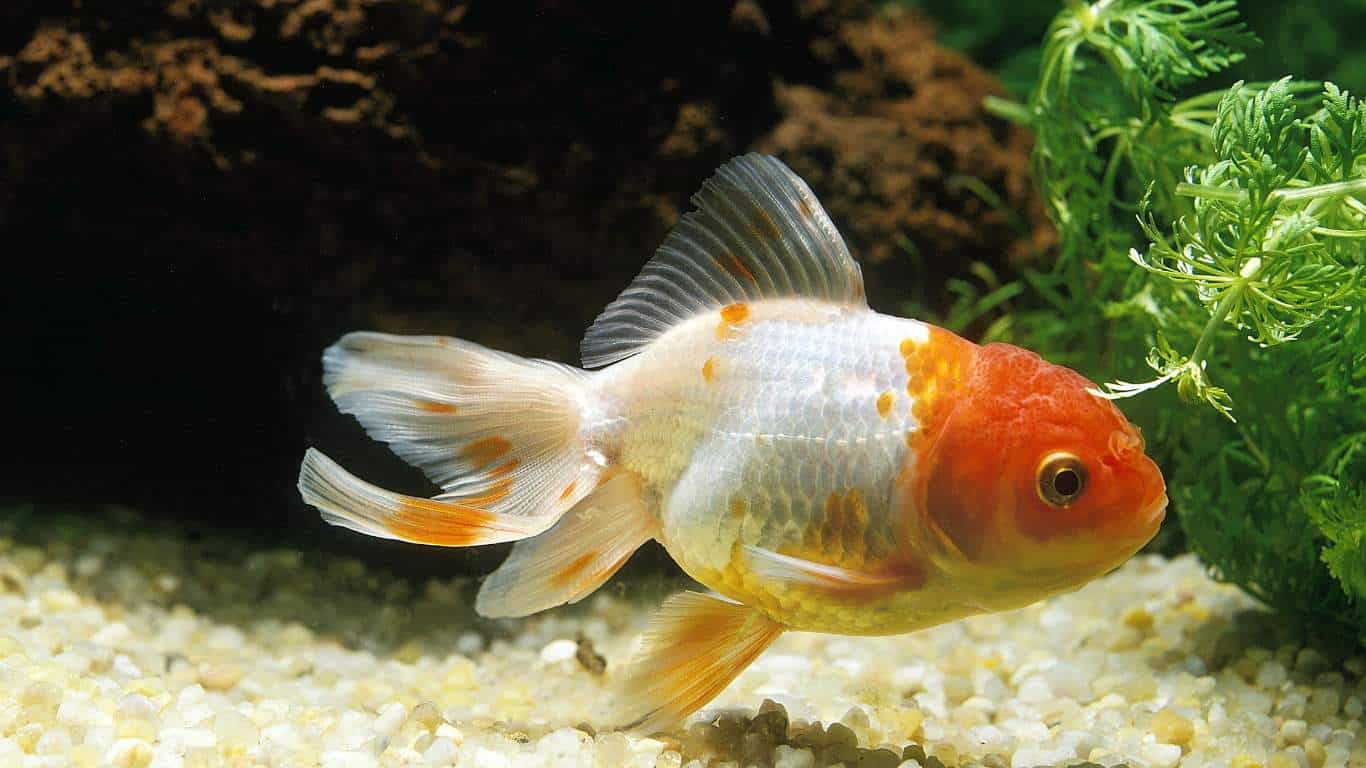 Oranda Goldfish Breed