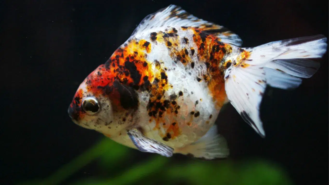 Ryukin Goldfish Breed