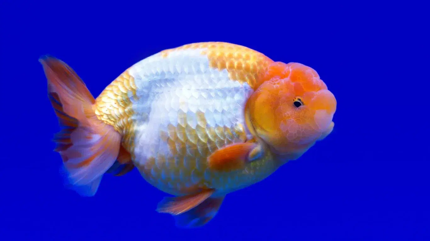Ranchu Goldfish Breed