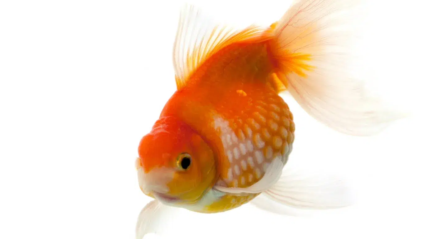 Pearlscale Goldfish Breed
