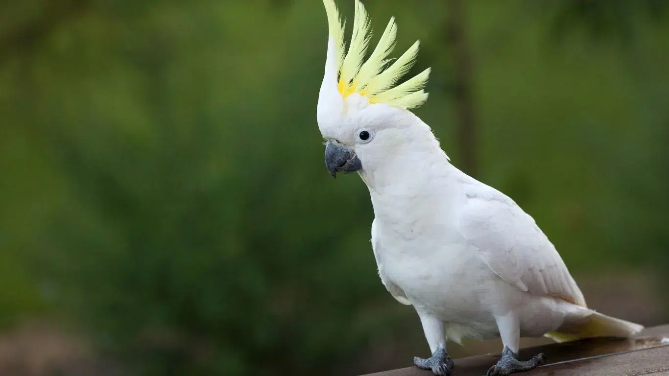 Triton Cockatoos