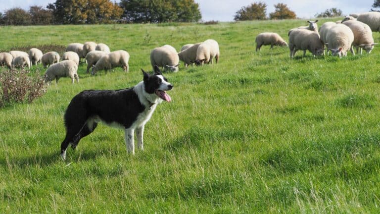 Top Livestock Guardian Dog Breeds for Farms