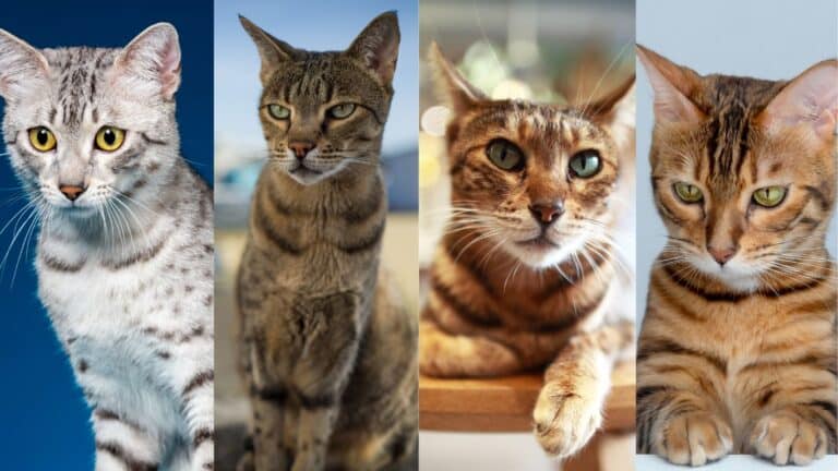 Exploring Top Spotted Cat Breeds: From the Ancient Egyptian Mau to the Playful Ocicat