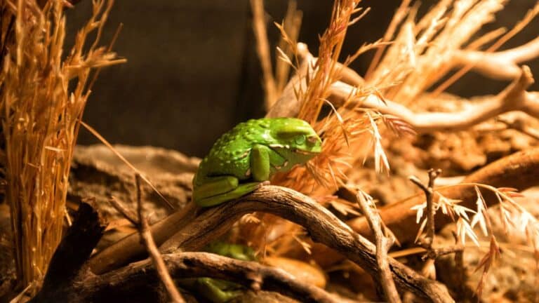 A Beginner’s Guide to Creating an American Green Tree Frog Habitat at Home