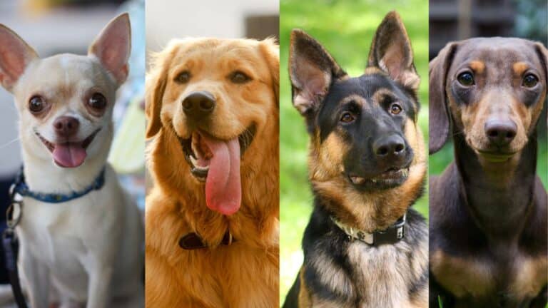 Velcro Dog Breeds: Companions That Stick By You