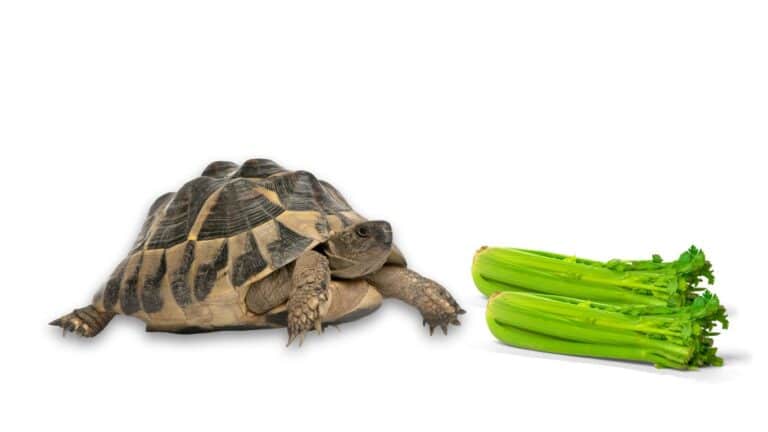 Can a Tortoise Eat Celery? Safe Feeding Tips