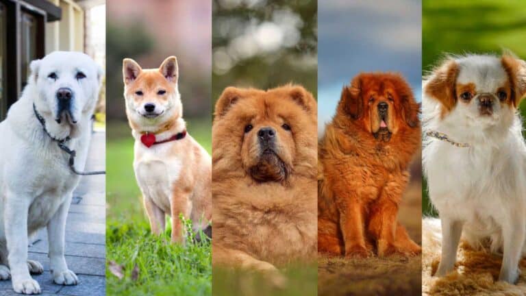Explore Popular Asian Dog Breeds | Top Picks