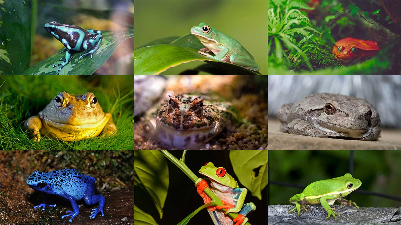 Best Pet Frogs