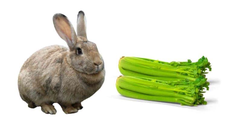 Can Rabbits Eat Celery? Expert Advice on Incorporating Celery into a Rabbit’s Diet