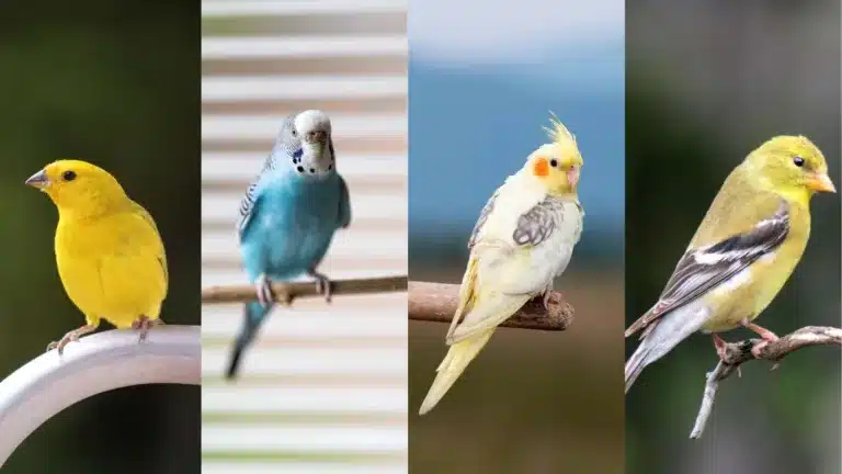 Little Live Pet Birds: Understanding Their Care, Behavior, and Lifestyle