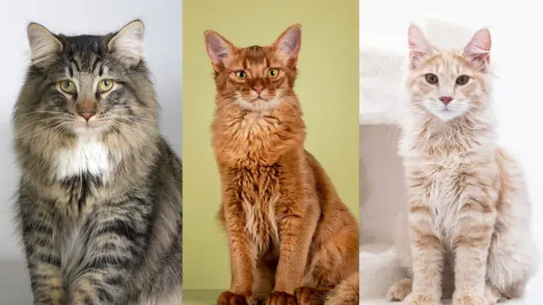 Top Fluffy Cat Breeds for Cuddly Companionship