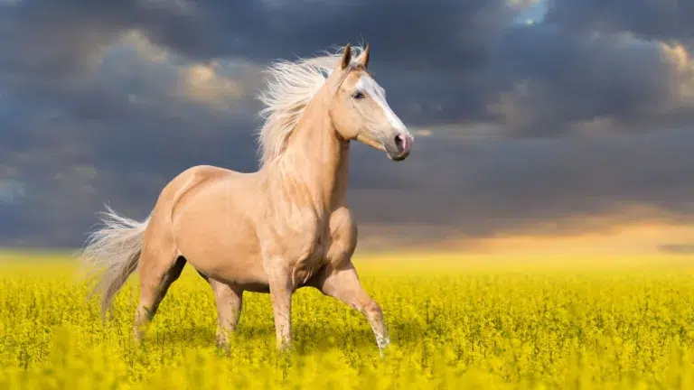 Horse Lifespan: How Long Do Horses Live?