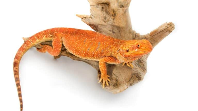 Red Bearded Dragon Care & Breeding Tips