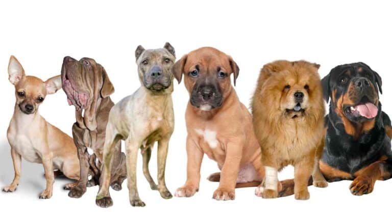 Most Aggressive Dog Breeds – Canine Caution Guide