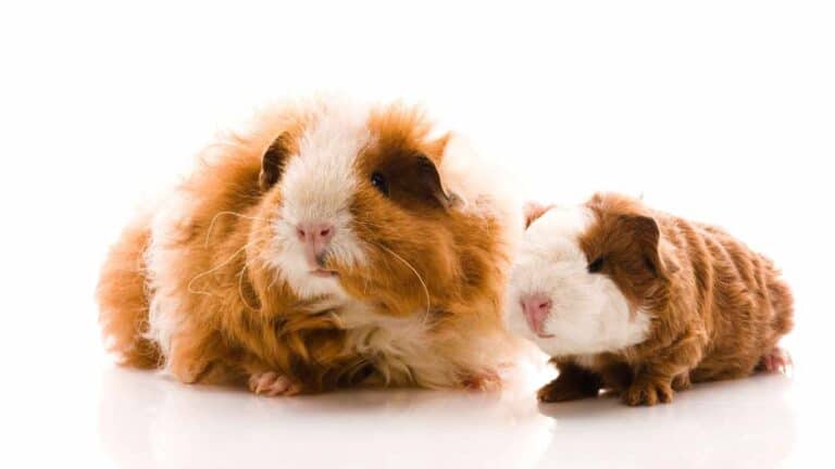 Texel Guinea Pig Care Guide: Essential Tips for a Happy Pet