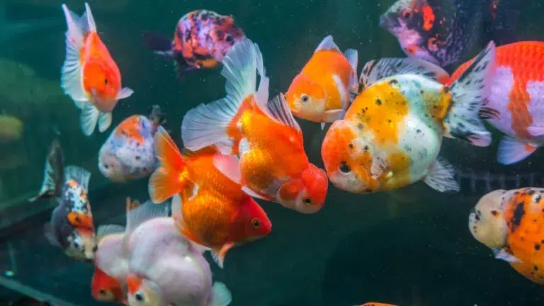 Goldfish Breeds Guide: Varieties & Care Tips