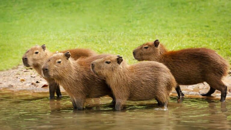 Cute Baby Capybara Facts & Care Tips