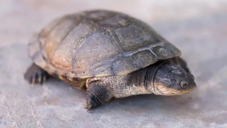 African Sideneck Turtle Care Guide & Tips