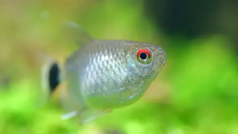 Red Eye Tetra Care Guide for Healthy Aquariums