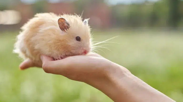 Syrian Hamster Care Guide: Tips for Pet Owners