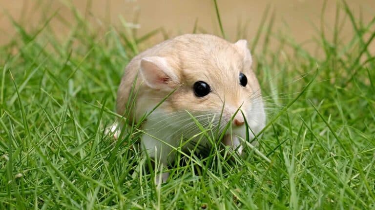 Hamster Lifespan Guide: How Long Do Hamsters Live?