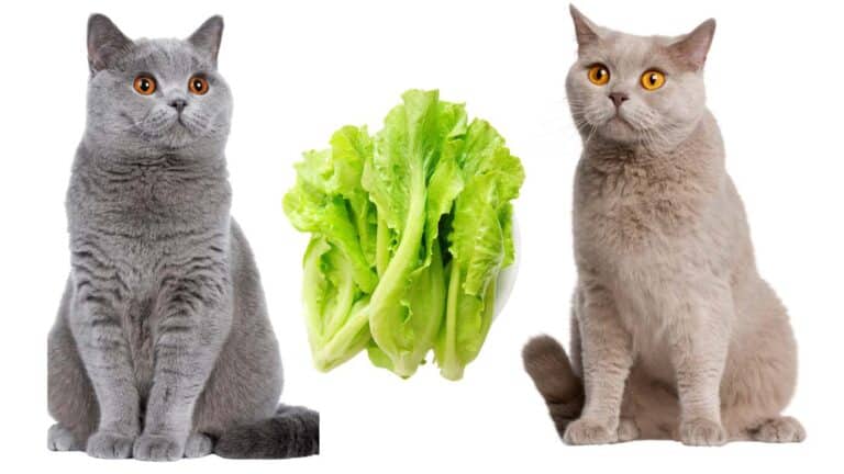 Can Cats Eat Lettuce? Exploring Feline Diets and Green Delights