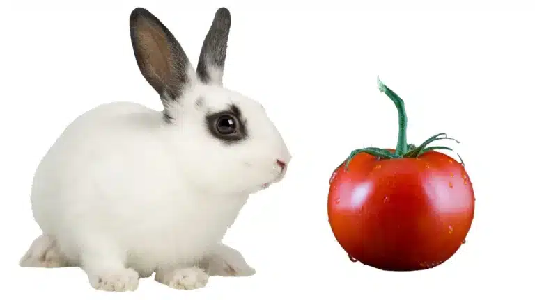 Can Rabbits Eat Tomatoes? Safe Snacks for Bunnies
