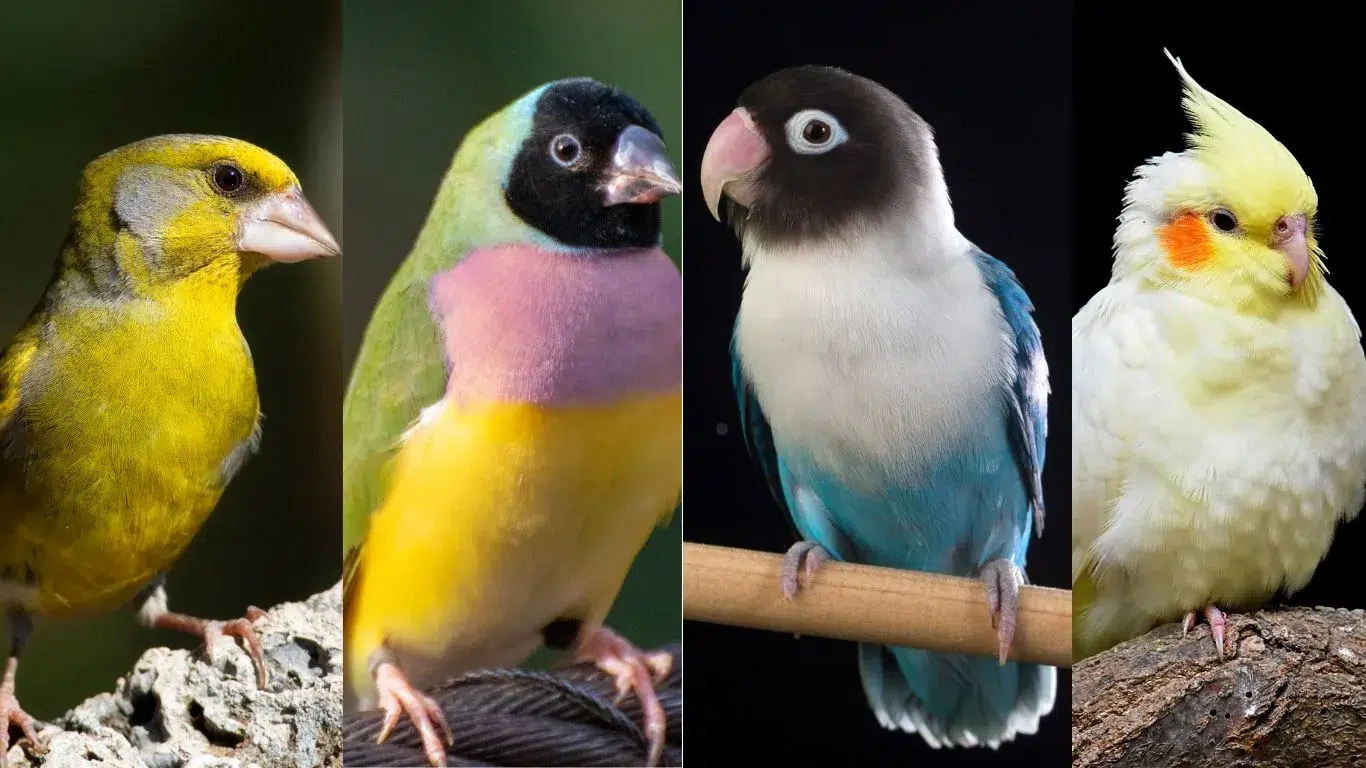 Exotic Pet Birds