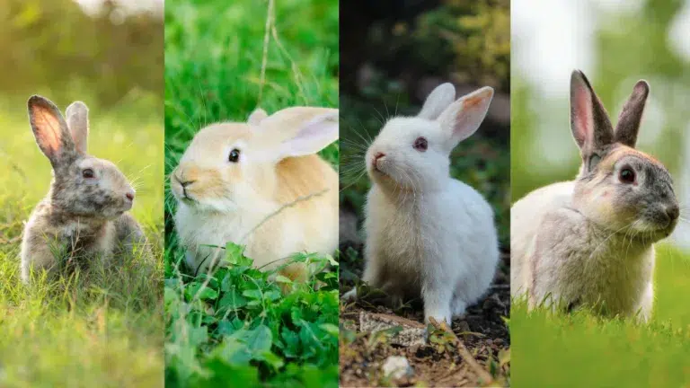 Are Rabbits a Rodent? Clarifying the Classification and Common Misconceptions