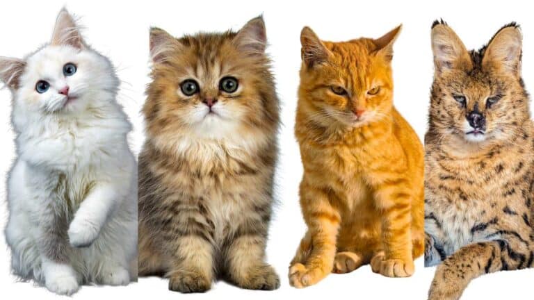 Discover Fascinating Wild Cat Breeds & Facts