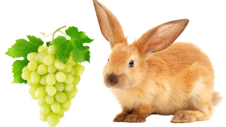 Can Rabbits Eat Grapes? Understanding the Dos and Don’ts of Rabbit Nutrition