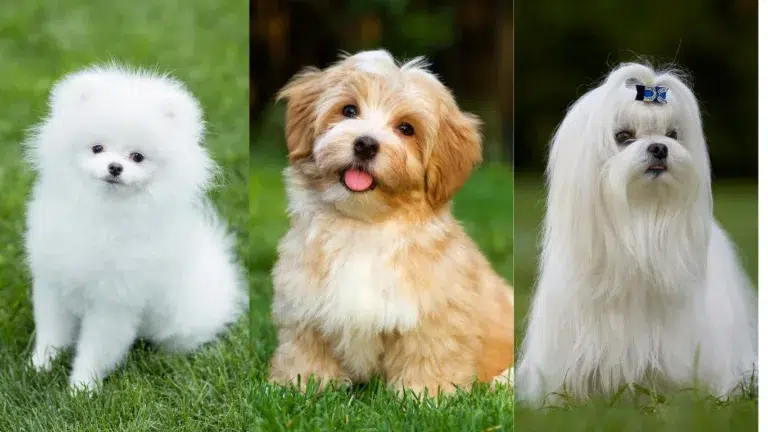 Top Small Fluffy Dog Breeds for Pet Lovers