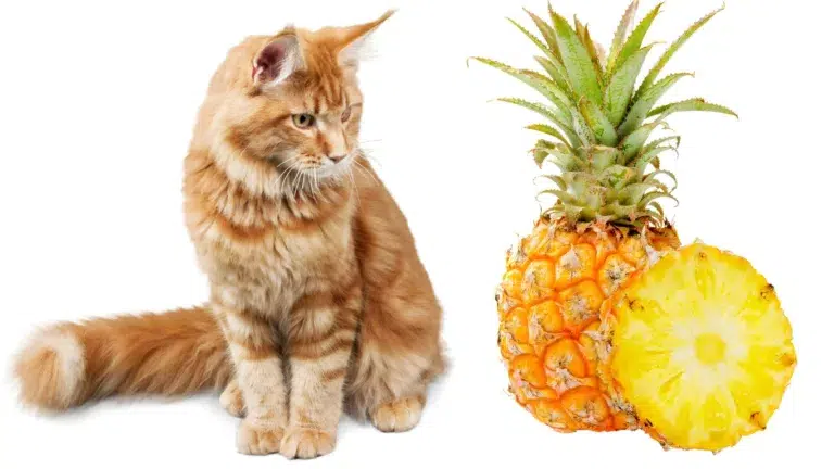 Can Cats Eat Pineapple? Exploring the Feline Diet and Pineapple Safety