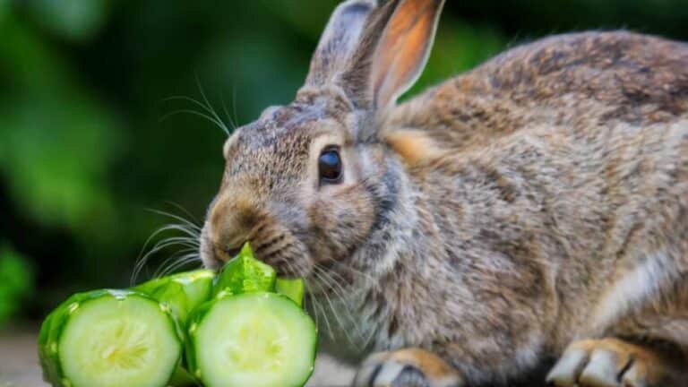 Can Rabbits Eat Cucumbers? Safe Snacks for Bunnies