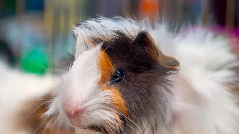 Caring for Your Long Haired Syrian Hamster