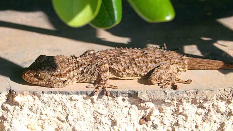 Crocodile Gecko Care: Tips for a Happy Reptile