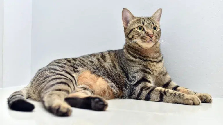 Mackerel Tabby Cats 101: Traits & Care Tips