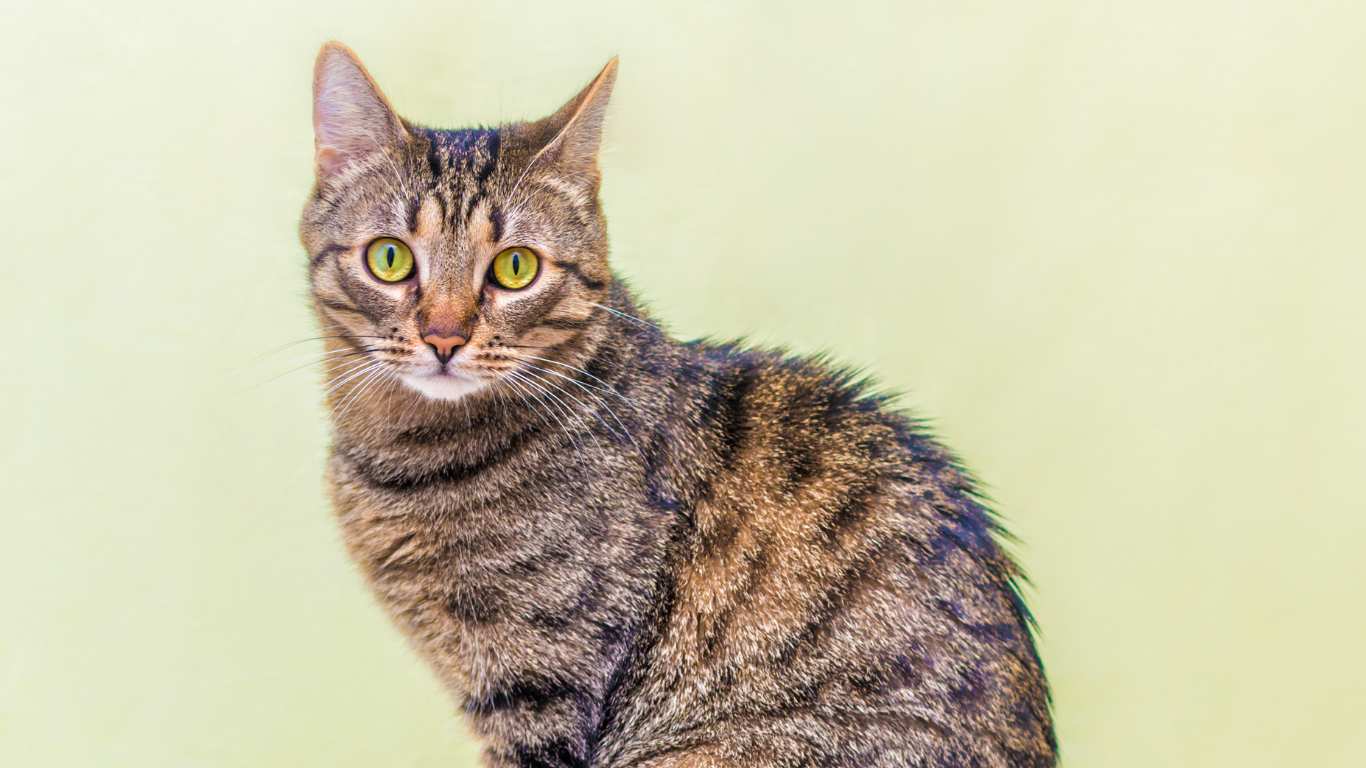 Personality and Temperament of Mackerel Tabby Cats