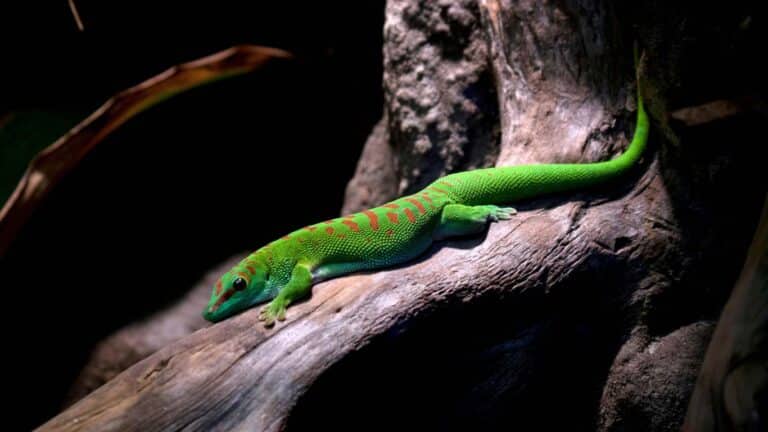 Green Gecko Care Guide: Tips & Essentials