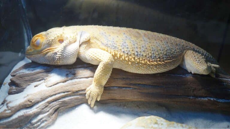 Do Bearded Dragons Hibernate? Exploring the Facts and Myths About Their Winter Behavior