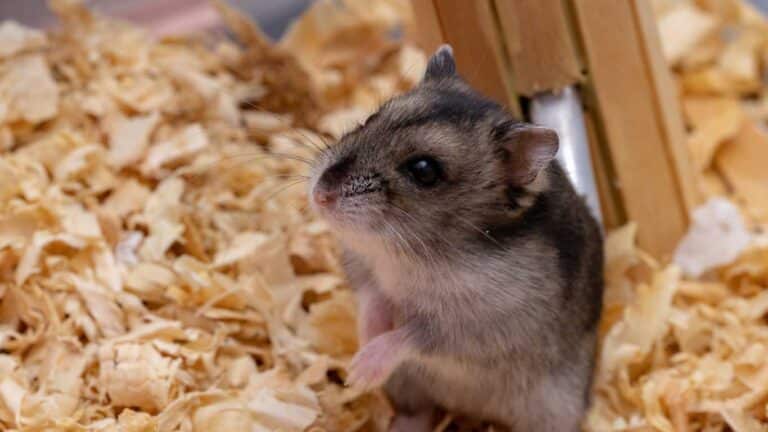 Russian Campbell: Unveiling the Unique Traits of Campbell’s Dwarf Hamsters