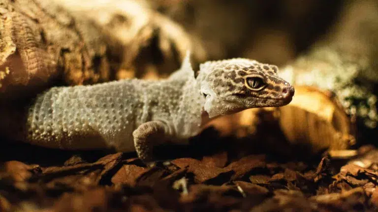 How Often Do Leopard Geckos Shed? Unveiling the Secrets to a Great Pet Care Routine!
