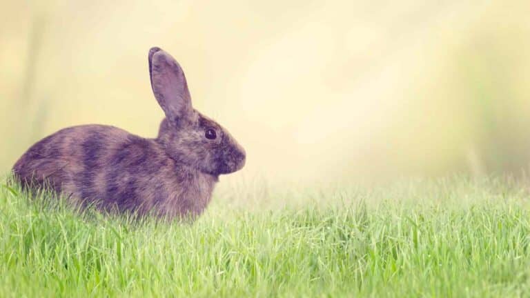 Discover the Unusual Striped Rabbit Breed!