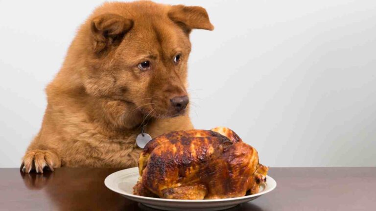 What is Chicken Meal in Dog Food: Unveiling the Nutritional Secrets Behind Your Pet’s Diet